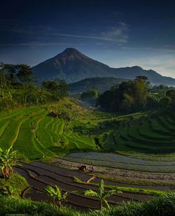 Scenic view of agricultural field against sky