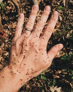 Cropped image of hand with ants at field