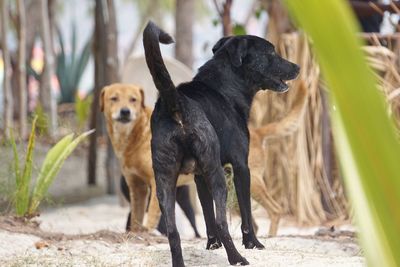 View of two dogs on land