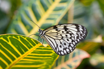 Close-up of butterfly on plant