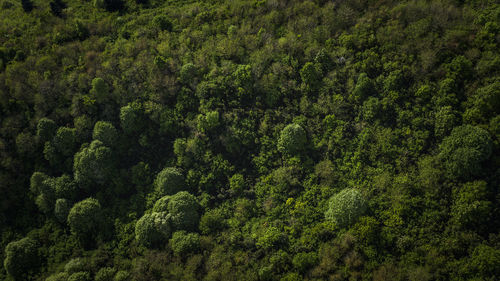 High angle view of trees in forest