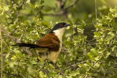 Bird perching on a tree