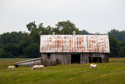 Sheep grazing in a field