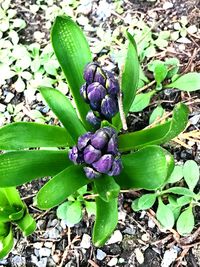 Close-up of purple flowers