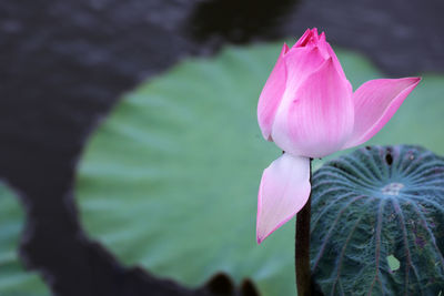 Close-up of pink lotus water lily