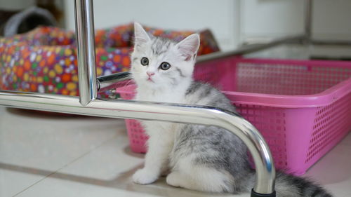 Close-up of cat looking away,close-up of cat sitting at home,baby cat,scottish fold