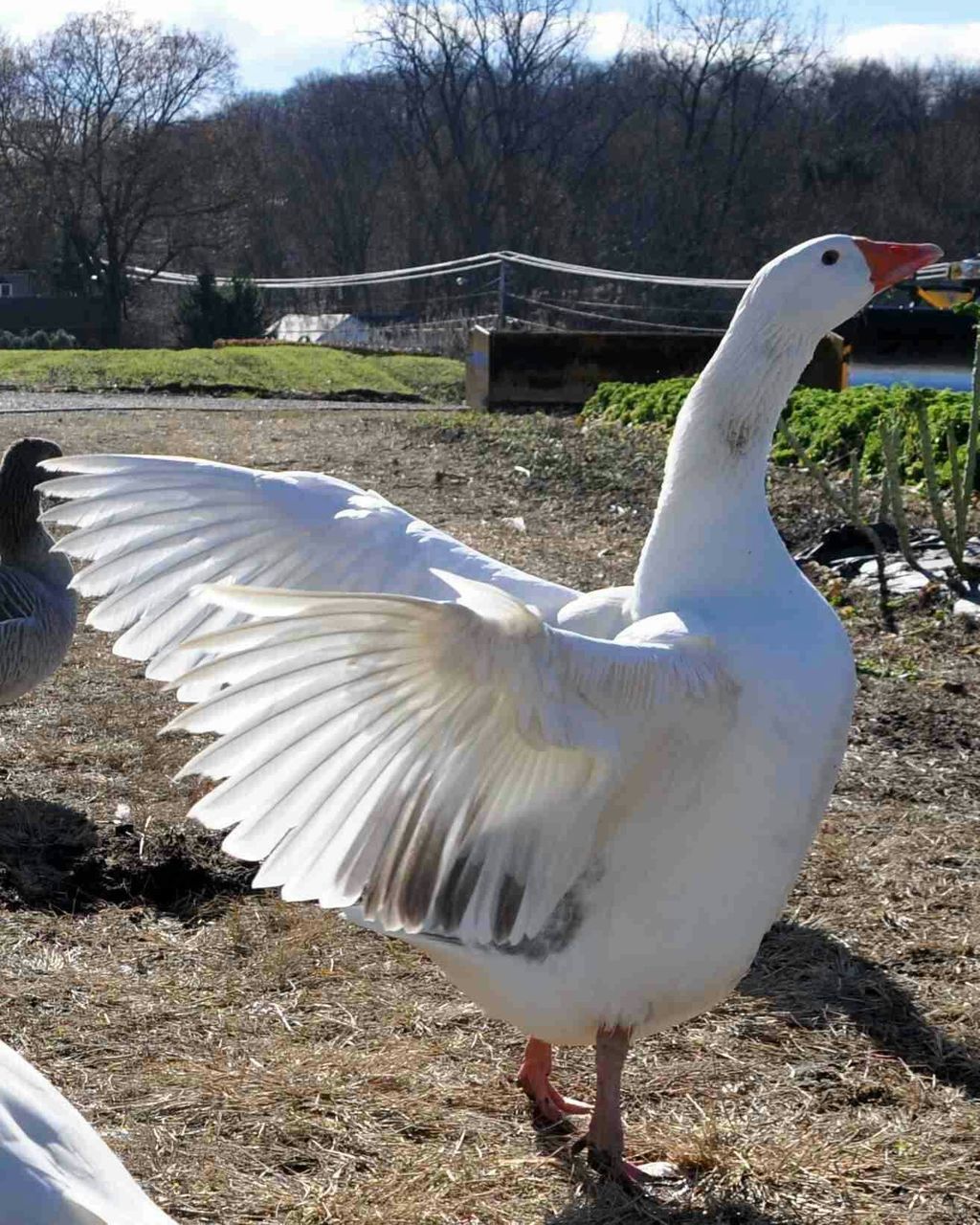 bird, animal themes, transportation, field, wildlife, animals in the wild, sunlight, landscape, white color, day, nature, outdoors, close-up, no people, tree, seagull, car, feather, flying