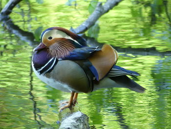 Close-up of a duck in lake