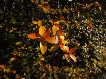 Close-up of yellow flowers blooming on tree