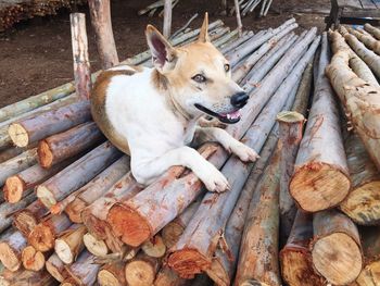High angle view of dog resting on wooden log
