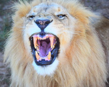 animal