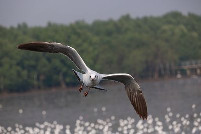 Seagull flying over a bird