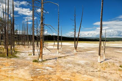 Bare trees on landscape against sky