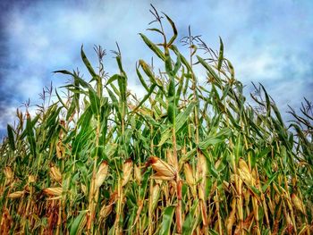 Close-up of wheat growing on field against sky