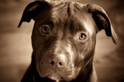 Close-up portrait of dog