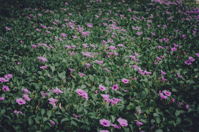 Close-up of purple flowering plants on field