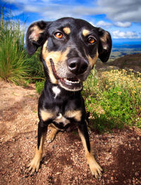 Close-up portrait of a dog