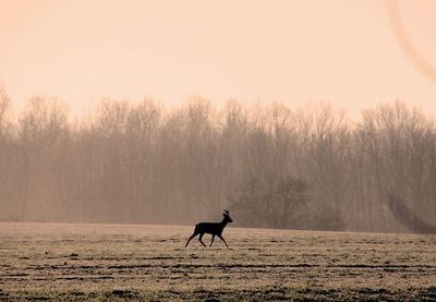 View of a horse on a field