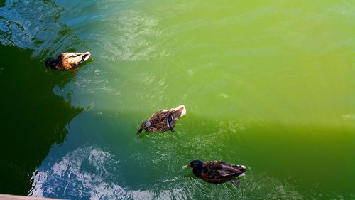 High angle view of turtle in lake