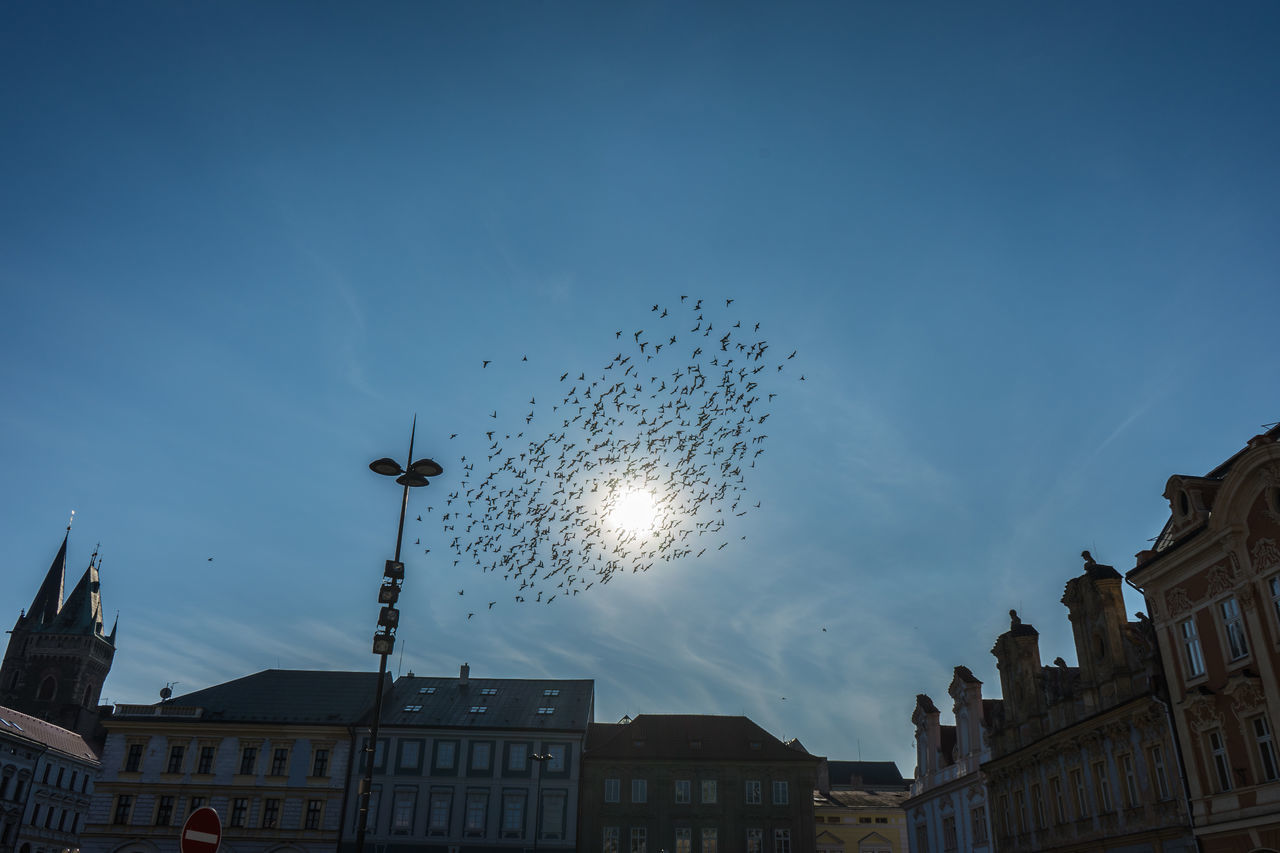 LOW ANGLE VIEW OF BIRDS FLYING IN CITY