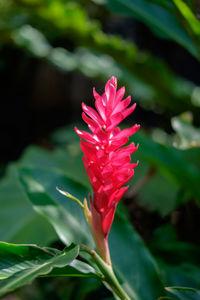 Close-up of red rose flower