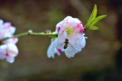 Close-up of bee on pink flower