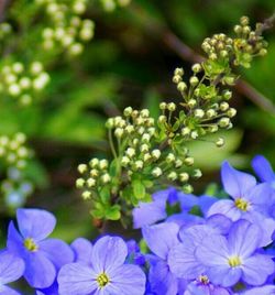 Close-up of purple flowers