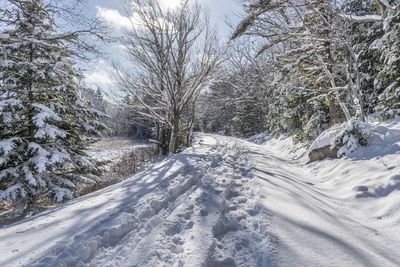 Snow covered trees against sky