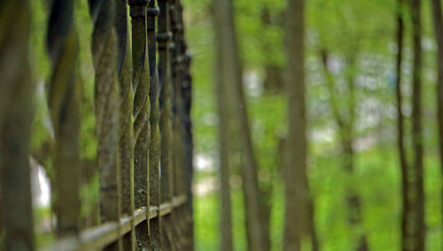 Close-up of bamboo trees in forest