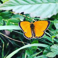 Butterfly pollinating flower