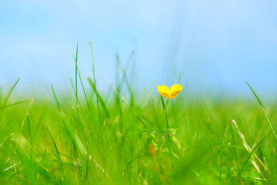 Close-up of yellow flowering plant on field