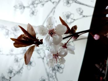 Close-up of white cherry blossoms in spring