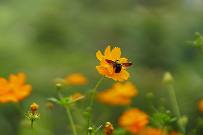 Close-up of insect pollinating on yellow flower