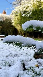 Close-up of frozen plant on snow covered tree