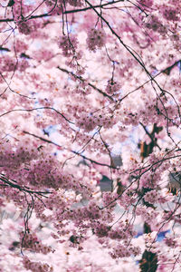 Low angle view of pink flowering tree