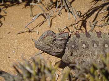 Close-up of an animal on sand