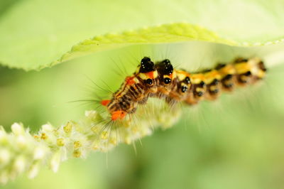 Close-up of insect pollinating on flower