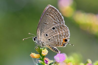 Close-up of butterfly pollinating on flower