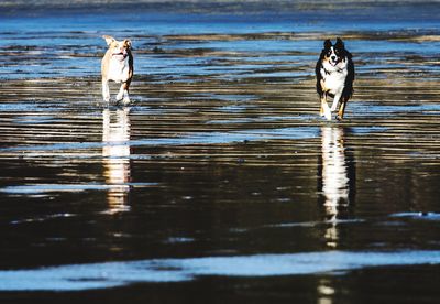 Dog on a lake