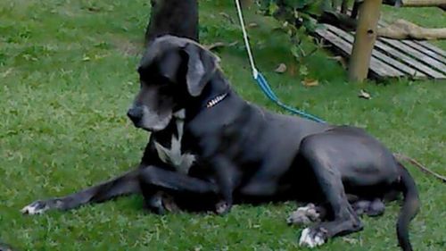 Sheep grazing on grassy field