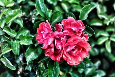 Close-up of pink flowers