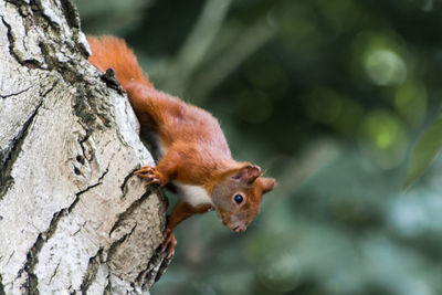 Side view of squirrel against blurred background