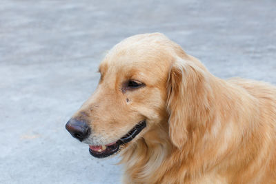 Close-up of golden retriever