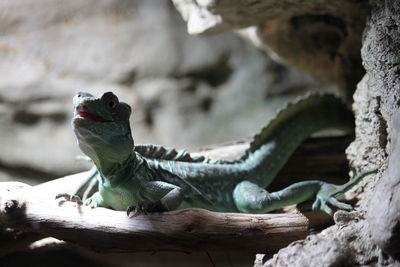 Close-up of lizard on rock