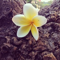 Close-up of yellow flowers