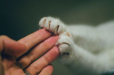 Close-up of hand holding cat