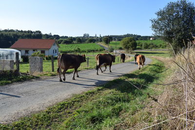 Horses grazing in a field