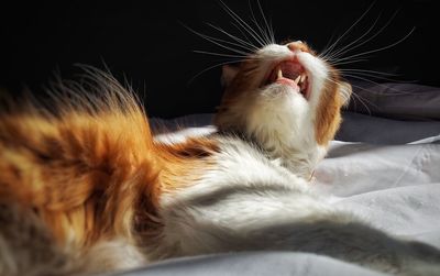 Cat relaxing on bed