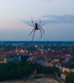 Close-up of spider in the sea against sky