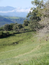 Scenic view of field against sky